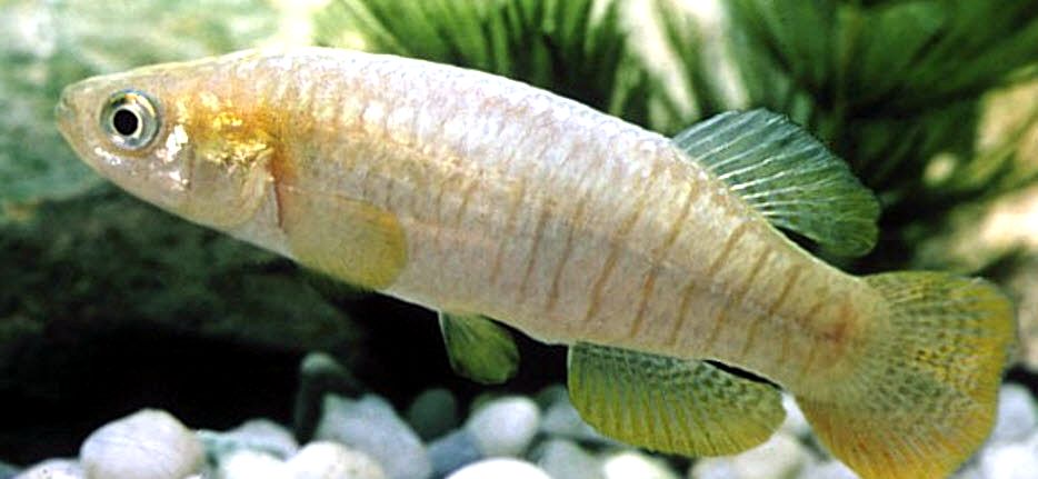 Valencia hispanica_04.jpg